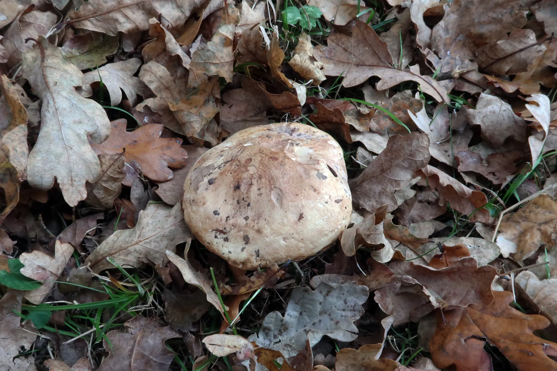 Tricholoma acerbum - 1 - IMG_2244
